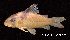  (Corydoras melanistius - LBPV 43088)  @11 [ ] CreativeCommons - Attribution (2013) Claudio de Oliveira Laboratório de Biologia e Genética de Peixes - UNESP - Botucatu