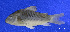  (Corydoras aeneus - LBPV 61826)  @14 [ ] CreativeCommons - Attribution (2013) Claudio de Oliveira Laboratório de Biologia e Genética de Peixes - UNESP - Botucatu