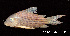  ( - LBPV 46599)  @15 [ ] CreativeCommons - Attribution (2013) Claudio de Oliveira Laboratório de Biologia e Genética de Peixes - UNESP - Botucatu