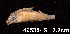  (Corydoras - LBPV 46535)  @15 [ ] CreativeCommons - Attribution (2013) Claudio de Oliveira Laboratório de Biologia e Genética de Peixes - UNESP - Botucatu