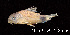  (Corydoras similis - LBPV 49459)  @15 [ ] CreativeCommons - Attribution (2013) Claudio de Oliveira Laboratório de Biologia e Genética de Peixes - UNESP - Botucatu