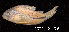  (Corydoras sp. C91 - LBPV 53742)  @15 [ ] CreativeCommons - Attribution (2013) Claudio de Oliveira Laboratório de Biologia e Genética de Peixes - UNESP - Botucatu