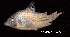  ( - LBPV 53946)  @14 [ ] CreativeCommons - Attribution (2013) Claudio de Oliveira Laboratório de Biologia e Genética de Peixes - UNESP - Botucatu