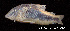  (Corydoras fowleri - LBPV 53975)  @14 [ ] CreativeCommons - Attribution (2013) Claudio de Oliveira Laboratório de Biologia e Genética de Peixes - UNESP - Botucatu