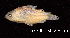  ( - LBPV 57698)  @11 [ ] CreativeCommons - Attribution (2013) Claudio de Oliveira Laboratório de Biologia e Genética de Peixes - UNESP - Botucatu