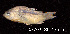  (Corydoras elegans - LBPV 57702)  @15 [ ] CreativeCommons - Attribution (2013) Claudio de Oliveira Laboratório de Biologia e Genética de Peixes - UNESP - Botucatu