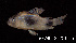  ( - LBPV 57749)  @14 [ ] CreativeCommons - Attribution (2013) Claudio de Oliveira Laboratório de Biologia e Genética de Peixes - UNESP - Botucatu