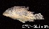  ( - LBPV 57764)  @11 [ ] CreativeCommons - Attribution (2013) Claudio de Oliveira Laboratório de Biologia e Genética de Peixes - UNESP - Botucatu