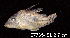  (Corydoras agassizii - LBPV 57765)  @15 [ ] CreativeCommons - Attribution (2013) Claudio de Oliveira Laboratório de Biologia e Genética de Peixes - UNESP - Botucatu