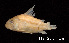  ( - LBPV 7119)  @14 [ ] CreativeCommons - Attribution (2013) Claudio de Oliveira Laboratório de Biologia e Genética de Peixes - UNESP - Botucatu