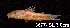  (Corydoras lacerdai - LBPV 13677)  @15 [ ] CreativeCommons - Attribution (2013) Claudio de Oliveira Laboratório de Biologia e Genética de Peixes - UNESP - Botucatu