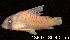  (Corydoras potaroensis - LBPV 18807)  @11 [ ] CreativeCommons - Attribution (2013) Claudio de Oliveira Laboratório de Biologia e Genética de Peixes - UNESP - Botucatu