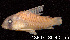  ( - LBPV 18807)  @11 [ ] CreativeCommons - Attribution (2013) Claudio de Oliveira Laboratório de Biologia e Genética de Peixes - UNESP - Botucatu