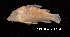  (Corydoras vittatus - LBPV 18810)  @11 [ ] CreativeCommons - Attribution (2013) Claudio de Oliveira Laboratório de Biologia e Genética de Peixes - UNESP - Botucatu