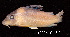  (Corydoras amandajanea - LBPV 18824)  @11 [ ] CreativeCommons - Attribution (2013) Claudio de Oliveira Laboratório de Biologia e Genética de Peixes - UNESP - Botucatu