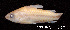  (Corydoras pygmaeus - LBPV 18848)  @11 [ ] CreativeCommons - Attribution (2013) Claudio de Oliveira Laboratório de Biologia e Genética de Peixes - UNESP - Botucatu