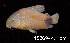  (Corydoras caudimaculatus - LBPV 18869)  @11 [ ] CreativeCommons - Attribution (2013) Claudio de Oliveira Laboratório de Biologia e Genética de Peixes - UNESP - Botucatu