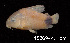  ( - LBPV 18869)  @11 [ ] CreativeCommons - Attribution (2013) Claudio de Oliveira Laboratório de Biologia e Genética de Peixes - UNESP - Botucatu