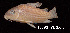  ( - LBPV 18890)  @11 [ ] CreativeCommons - Attribution (2013) Claudio de Oliveira Laboratório de Biologia e Genética de Peixes - UNESP - Botucatu