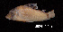 (Corydoras simulatus - LBPV 18924)  @15 [ ] CreativeCommons - Attribution (2013) Claudio de Oliveira Laboratório de Biologia e Genética de Peixes - UNESP - Botucatu