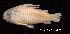  (Corydoras atropersonatus - LBPV 18939)  @11 [ ] CreativeCommons - Attribution (2013) Claudio de Oliveira Laboratório de Biologia e Genética de Peixes - UNESP - Botucatu