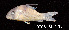  (Corydoras brevirostris - LBPV 19705)  @15 [ ] CreativeCommons - Attribution (2013) Claudio de Oliveira Laboratório de Biologia e Genética de Peixes - UNESP - Botucatu