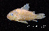  ( - LBPV 7163)  @11 [ ] CreativeCommons - Attribution (2013) Claudio de Oliveira Laboratório de Biologia e Genética de Peixes - UNESP - Botucatu