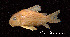  ( - LBPV 7164)  @11 [ ] CreativeCommons - Attribution (2013) Claudio de Oliveira Laboratório de Biologia e Genética de Peixes - UNESP - Botucatu