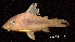  ( - LBPV 7172)  @11 [ ] CreativeCommons - Attribution (2013) Claudio de Oliveira Laboratório de Biologia e Genética de Peixes - UNESP - Botucatu