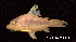  ( - LBPV 7173)  @11 [ ] CreativeCommons - Attribution (2013) Claudio de Oliveira Laboratório de Biologia e Genética de Peixes - UNESP - Botucatu