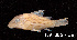  (Aspidoras pauciradiatus - LBPV 7189)  @15 [ ] CreativeCommons - Attribution (2013) Claudio de Oliveira Laboratório de Biologia e Genética de Peixes - UNESP - Botucatu