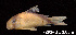  (Corydoras davidsandsi - LBPV 7203)  @15 [ ] CreativeCommons - Attribution (2013) Claudio de Oliveira Laboratório de Biologia e Genética de Peixes - UNESP - Botucatu