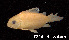  ( - LBPV 7214)  @11 [ ] CreativeCommons - Attribution (2013) Claudio de Oliveira Laboratório de Biologia e Genética de Peixes - UNESP - Botucatu