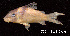  (Corydoras melanistius - LBPV 7264)  @11 [ ] CreativeCommons - Attribution (2013) Claudio de Oliveira Laboratório de Biologia e Genética de Peixes - UNESP - Botucatu