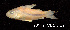  (Corydoras nattereri - LBPV 28179)  @15 [ ] CreativeCommons - Attribution (2013) Claudio de Oliveira Laboratório de Biologia e Genética de Peixes - UNESP - Botucatu