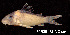  ( - LBPV 32505)  @11 [ ] CreativeCommons - Attribution (2013) Claudio de Oliveira Laboratório de Biologia e Genética de Peixes - UNESP - Botucatu