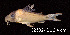  ( - LBPV 32502)  @11 [ ] CreativeCommons - Attribution (2013) Claudio de Oliveira Laboratório de Biologia e Genética de Peixes - UNESP - Botucatu