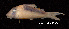  (Corydoras serratus - LBPV 32564)  @15 [ ] CreativeCommons - Attribution (2013) Claudio de Oliveira Laboratório de Biologia e Genética de Peixes - UNESP - Botucatu