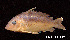  ( - LBPV 8108)  @11 [ ] CreativeCommons - Attribution (2013) Claudio de Oliveira Laboratório de Biologia e Genética de Peixes - UNESP - Botucatu