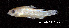  (Corydoras maculifer - LBPV 32894)  @15 [ ] CreativeCommons - Attribution (2013) Claudio de Oliveira Laboratório de Biologia e Genética de Peixes - UNESP - Botucatu
