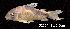  ( - LBPV 32654)  @11 [ ] CreativeCommons - Attribution (2013) Claudio de Oliveira Laboratório de Biologia e Genética de Peixes - UNESP - Botucatu