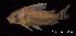  (Corydoras pulcher - LBPV 8957)  @15 [ ] CreativeCommons - Attribution (2013) Claudio de Oliveira Laboratório de Biologia e Genética de Peixes - UNESP - Botucatu