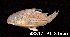  ( - LBPV 43817)  @13 [ ] CreativeCommons - Attribution (2013) Claudio de Oliveira Laboratório de Biologia e Genética de Peixes - UNESP - Botucatu