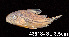  ( - LBPV 43818)  @11 [ ] CreativeCommons - Attribution (2013) Claudio de Oliveira Laboratório de Biologia e Genética de Peixes - UNESP - Botucatu