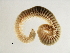  (Protodorvillea gracilis - BAMPOL0189)  @14 [ ] CreativeCommons - Attribution (2008) Unspecified Centre for Biodiversity Genomics