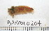  (Eupolymnia heterobranchia - BAMPOL0204)  @13 [ ] CreativeCommons - Attribution (2010) Unspecified Centre for Biodiversity Genomics