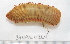  (Travisia pupa - BAMPOL0264)  @14 [ ] CreativeCommons - Attribution (2010) Unspecified Centre for Biodiversity Genomics