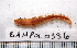  (Nephtys sp. CMC04 - BAMPOL0336)  @14 [ ] CreativeCommons - Attribution (2010) Unspecified Centre for Biodiversity Genomics