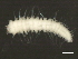  ( - BP2010-100)  @12 [ ] CreativeCommons - Attribution (2010) CBG Photography Group Centre for Biodiversity Genomics