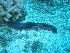  (Holothuria edulis - EU848236)  @12 [ ] Unspecified (default): All Rights Reserved  Unspecified Unspecified